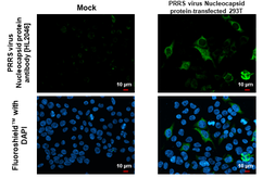 Anti-PRRS virus Nucleocapsid protein antibody [HL2046] used in Immunocytochemistry/ Immunofluorescence (ICC/IF). GTX637947